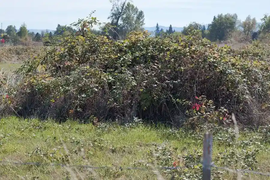 How to clear a yard full of weeds Yakima, WA